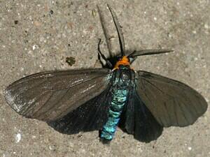 Ctenucha virginica