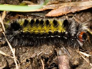 Ctenucha virginica