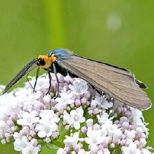 Ctenucha virginica