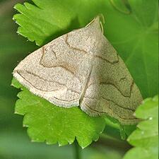 Zanclognatha pedipilalis