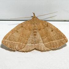 Zanclognatha cruralis