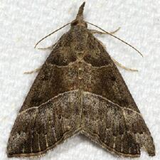 Hypena deceptalis