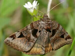 Euclidia cuspidea