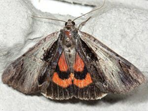 Catocala ultronia