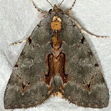 Catocala grynea