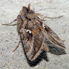 Autographa precationis