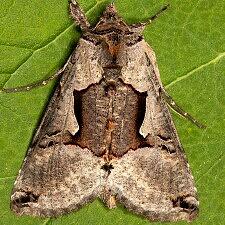 Autographa ampla