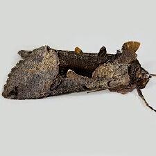 Autographa ampla