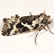 Syngrapha rectangula