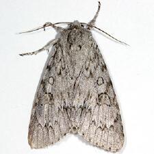 Acronicta americana