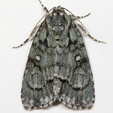 Acronicta vinnula