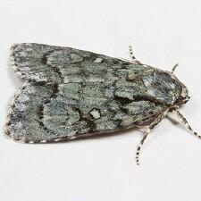 Acronicta vinnula