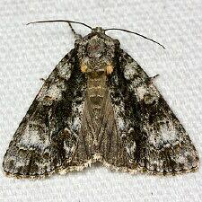 Acronicta superans