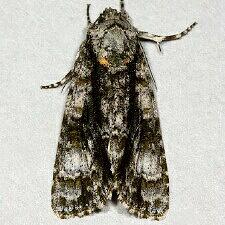 Acronicta superans