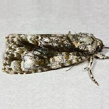 Acronicta superans