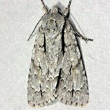 Acronicta laetifica