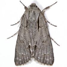 Acronicta hasta