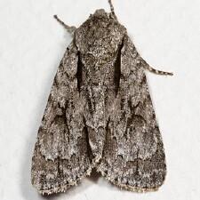 Acronicta hasta