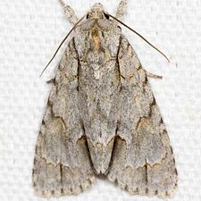 Acronicta morula