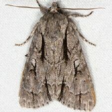 Acronicta lobeliae