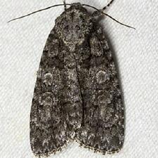 Acronicta increta