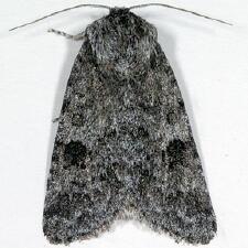 Acronicta sperata