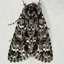 Acronicta noctivaga