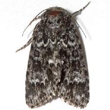 Acronicta noctivaga