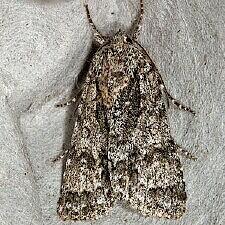 Acronicta impressa