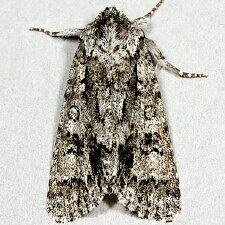 Acronicta impressa