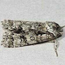 Acronicta impressa