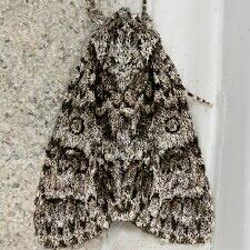 Acronicta impressa