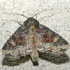 Apamea amputatrix