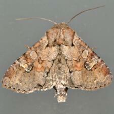 Apamea sordens