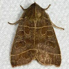 Ipimorpha pleonectusa