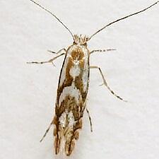 Phyllonorycter sp.