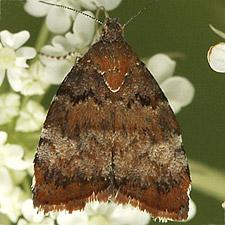 Choreutis pariana