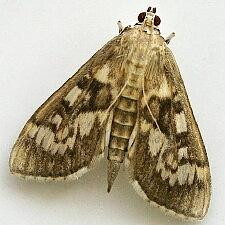 Herpetogramma thestealis