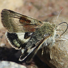 Heliothis oregonica