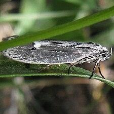 Ethmia discostrigella