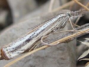 Agriphila attenuatus