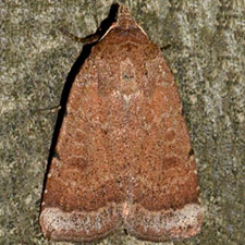 Abagrotis benjamini