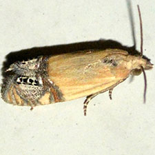 Eucosma annetteana