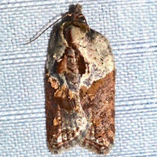 Acleris inana of authors