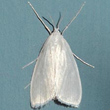 Rupela sejuncta