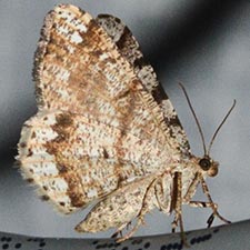 Macaria sexmaculata