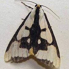 Haploa clymene