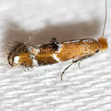 Bucculatrix eupatoriella