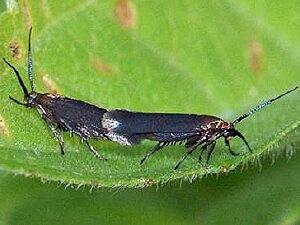 Scythris fuscicomella