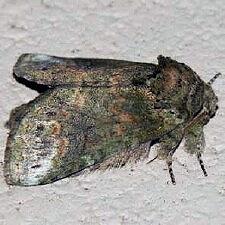 Rifargia subrotata